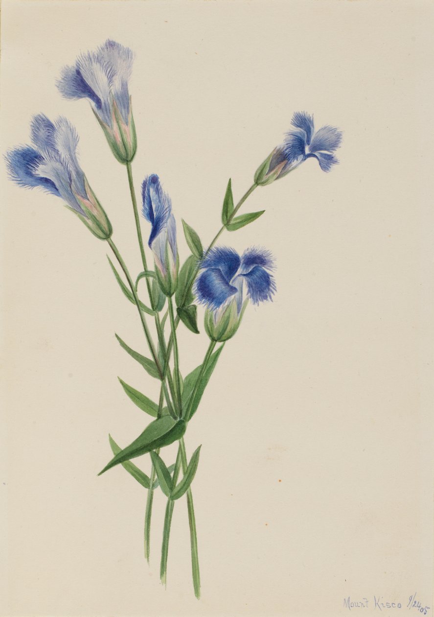 边缘龙胆 Gentiana crinita, 1905. 作者 玛丽·沃克斯·沃尔科特