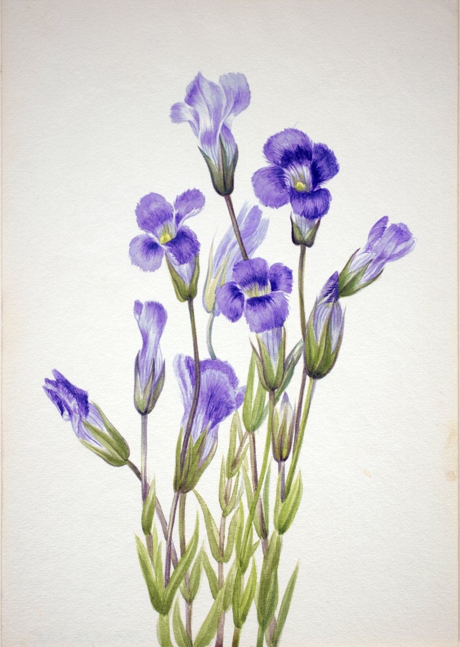 边缘龙胆 Gentiana elegana, 1933. 作者 玛丽·沃克斯·沃尔科特