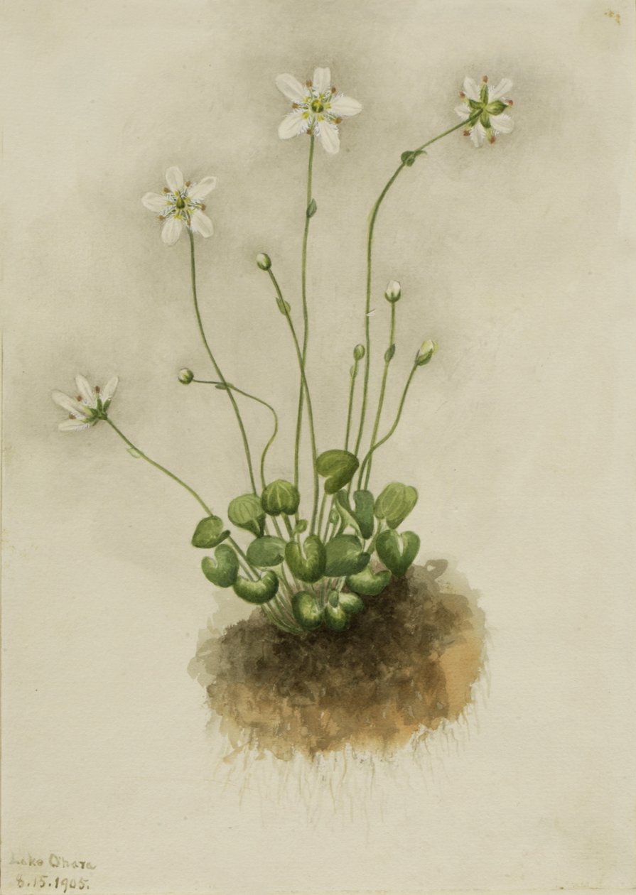 边缘的Parnassia Parnassia fimbriata, 1905. 作者 玛丽·沃克斯·沃尔科特