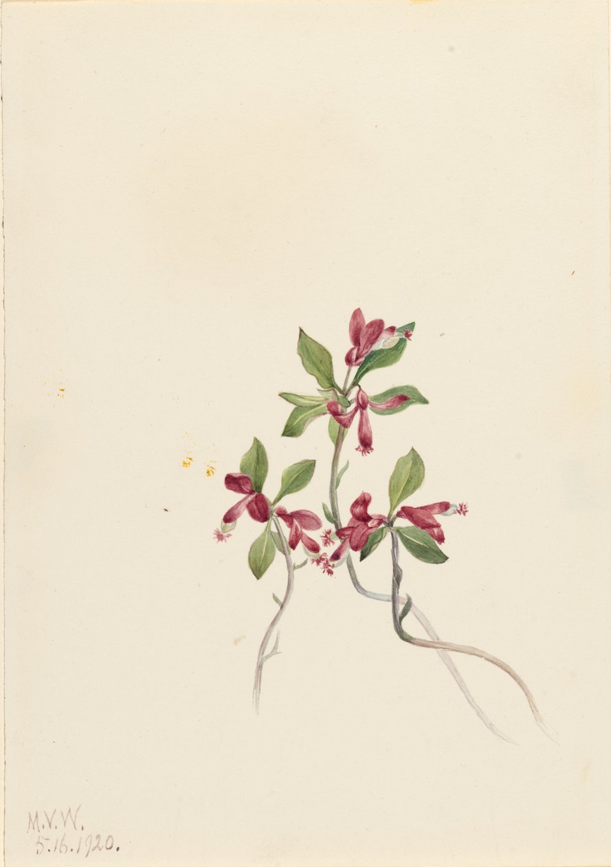 流苏蓼（Polygala paucifolia） 作者 玛丽·沃克斯·沃尔科特