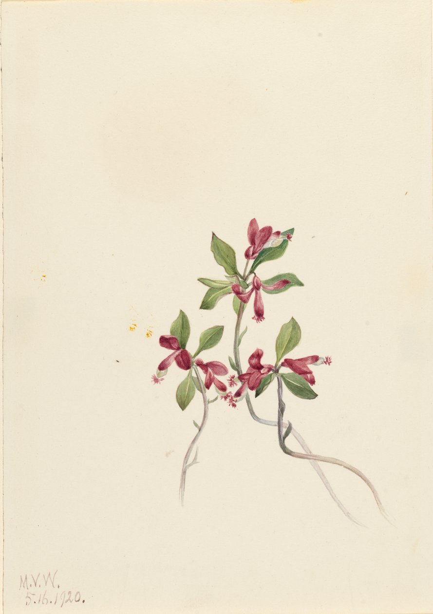 边缘的Polygala Polygala paucifolia, 1920. 作者 玛丽·沃克斯·沃尔科特