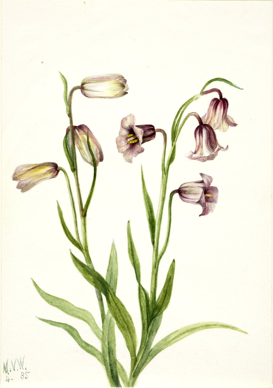 莔（Fritillaria biflora） 作者 玛丽·沃克斯·沃尔科特