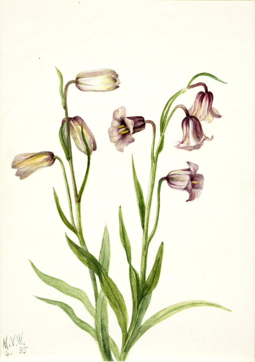 Fritillary Fritillaria biflora, 1935. 作者 玛丽·沃克斯·沃尔科特