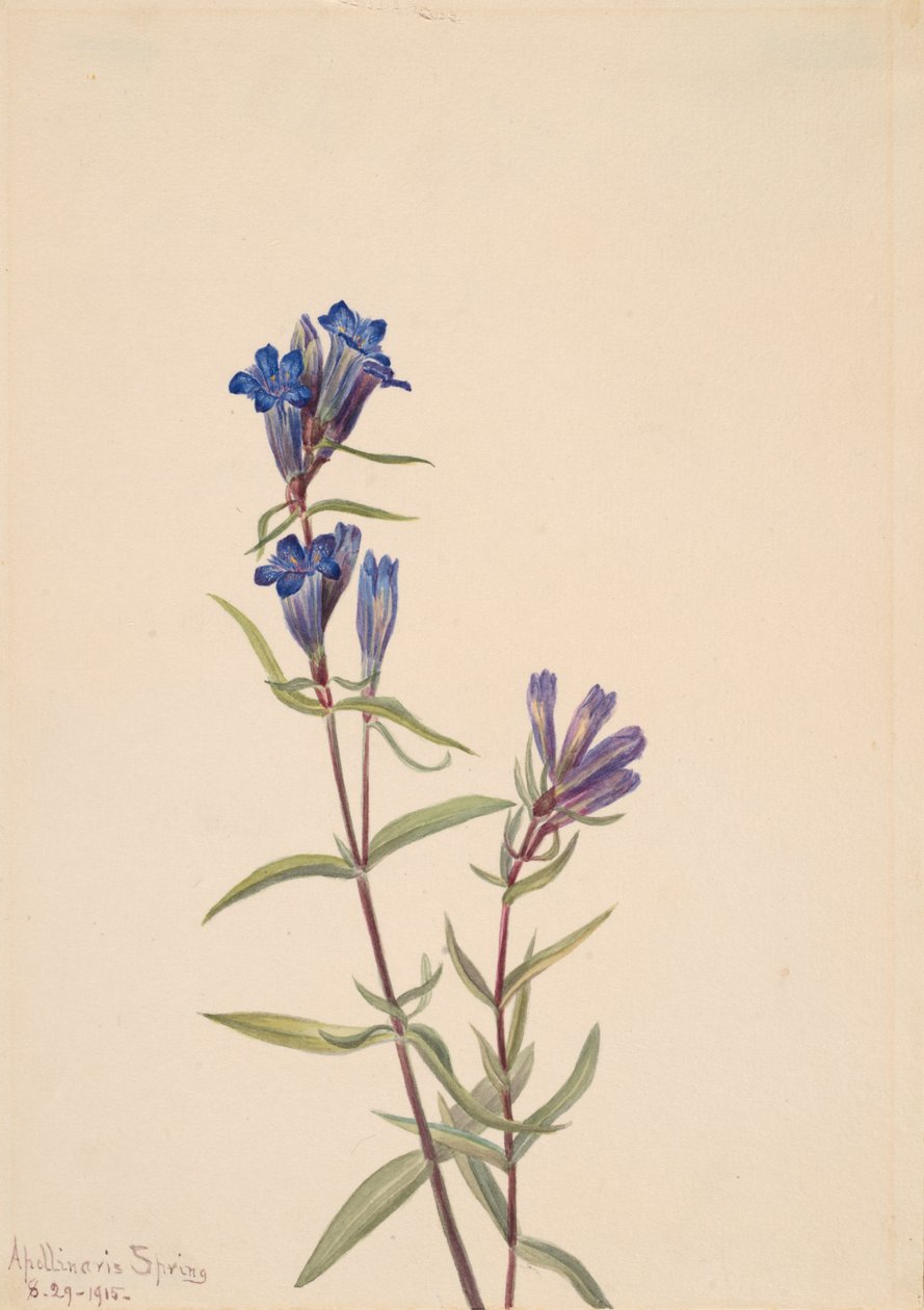 龙胆 Gentiana affinis, 1915. 作者 玛丽·沃克斯·沃尔科特