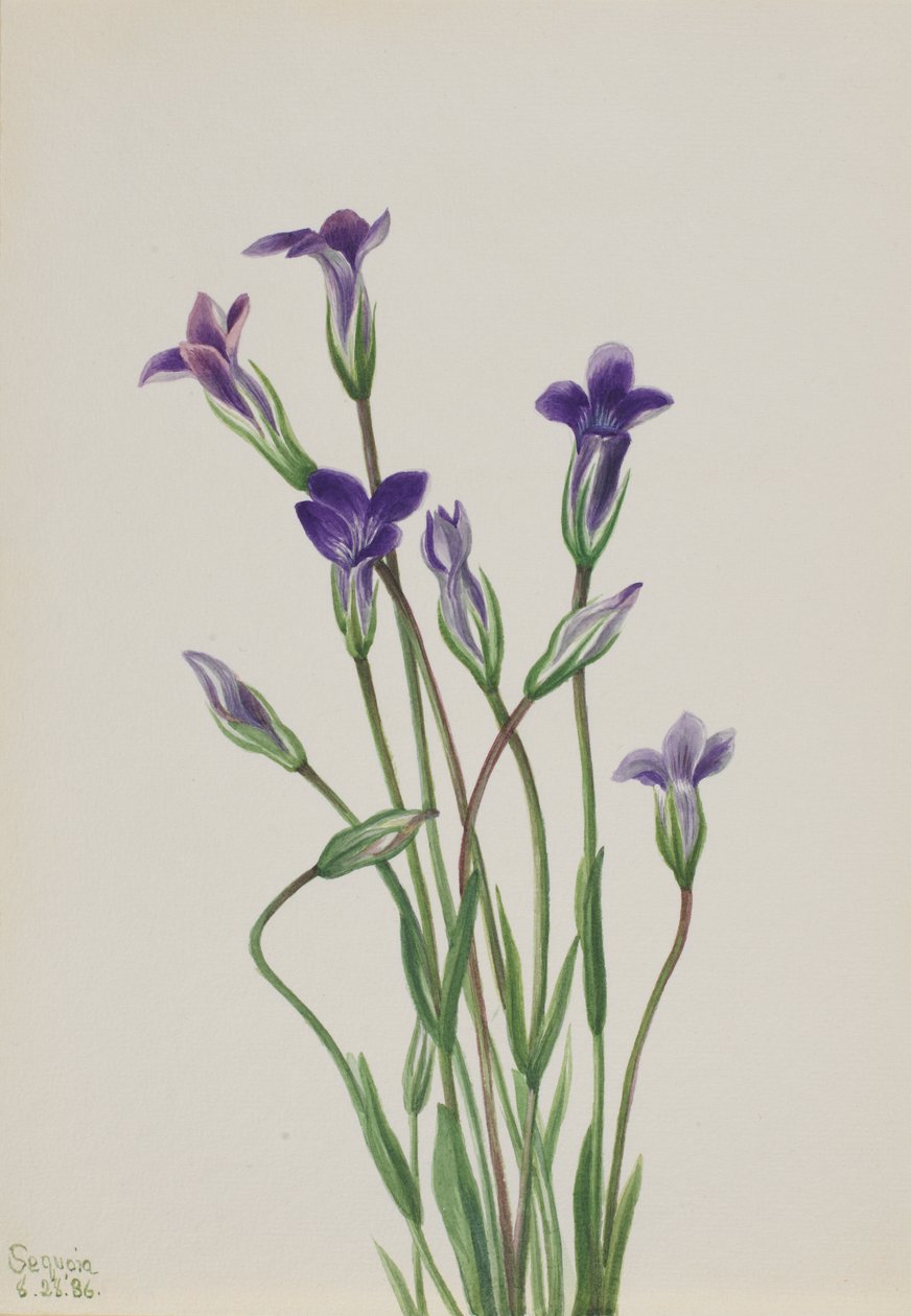 龙胆 Gentiana holopetala, 1936. 作者 玛丽·沃克斯·沃尔科特