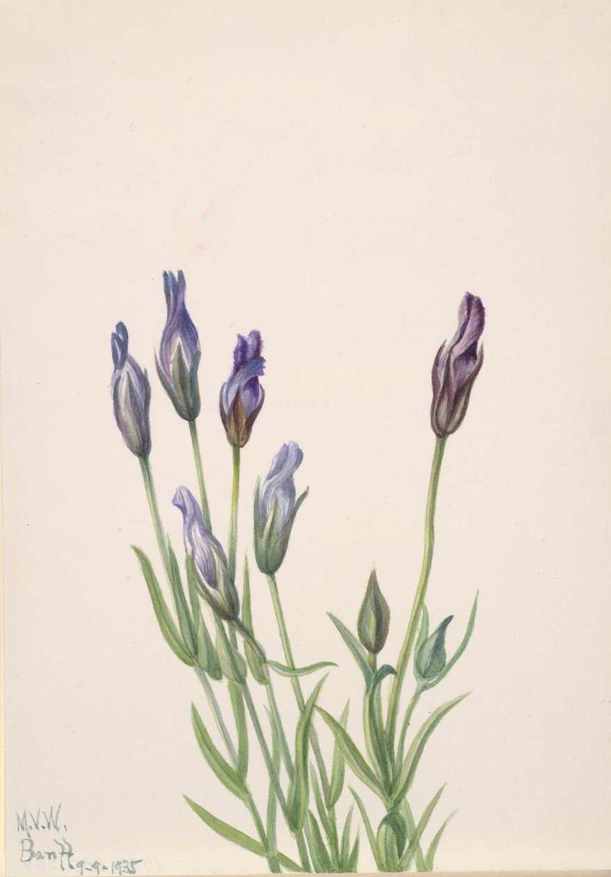 龙胆Gentiana macounii，1935。 作者 玛丽·沃克斯·沃尔科特