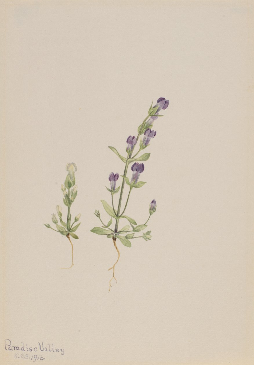 Gentiana propingua, 1916. 作者 玛丽·沃克斯·沃尔科特
