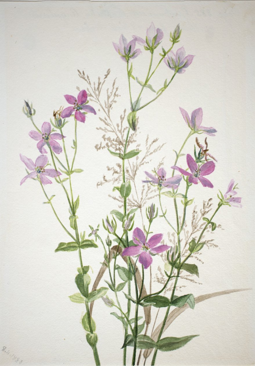 龙胆草酶 sabbalia angularis 作者 玛丽·沃克斯·沃尔科特