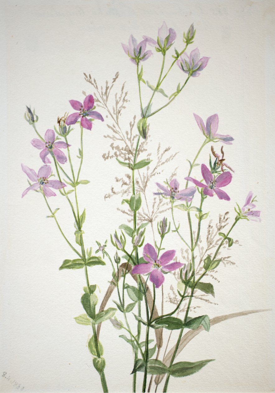 Gentianacease sabbalia angularis, 1880. 作者 玛丽·沃克斯·沃尔科特
