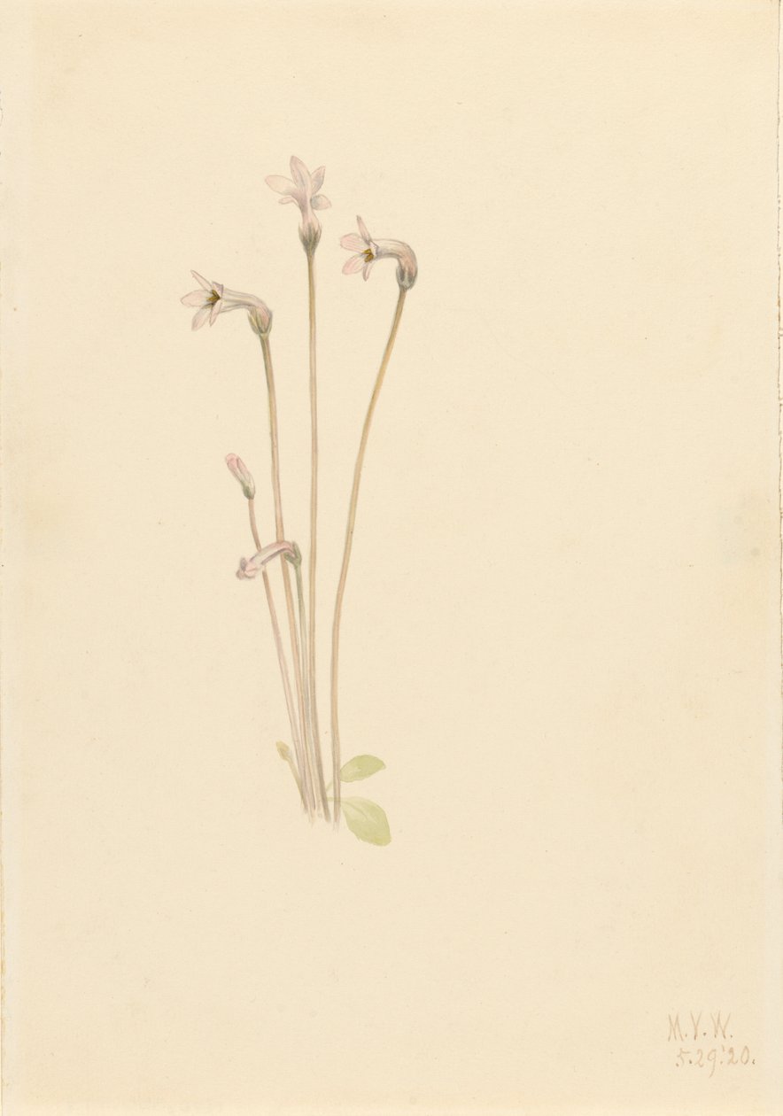 Ghostpipe Thalesia uniflora, 1920. 作者 玛丽·沃克斯·沃尔科特