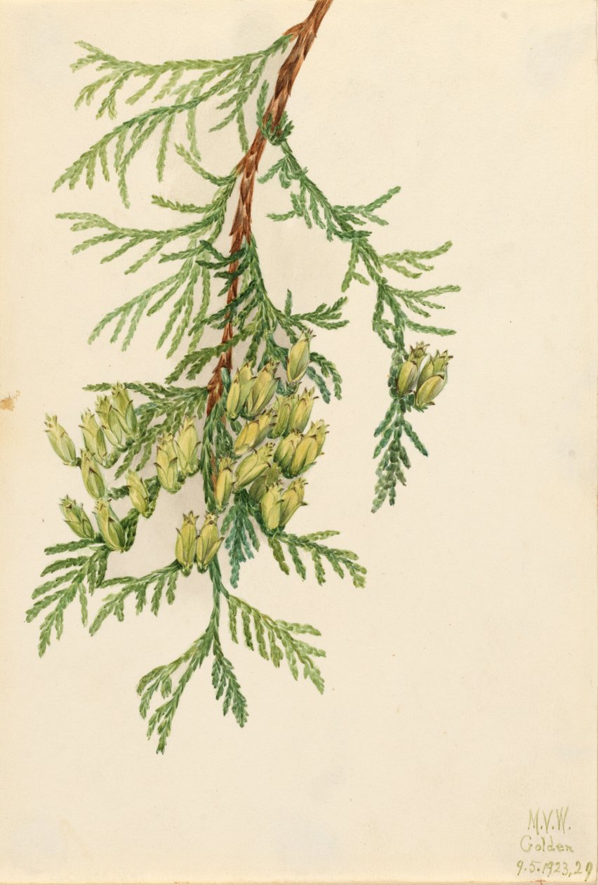 巨型乔木Thuja plicata，1923年。 作者 玛丽·沃克斯·沃尔科特