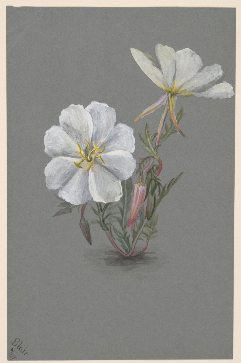 巨大的Helleborine Epipactia gigantea，约。1880. 作者 玛丽·沃克斯·沃尔科特