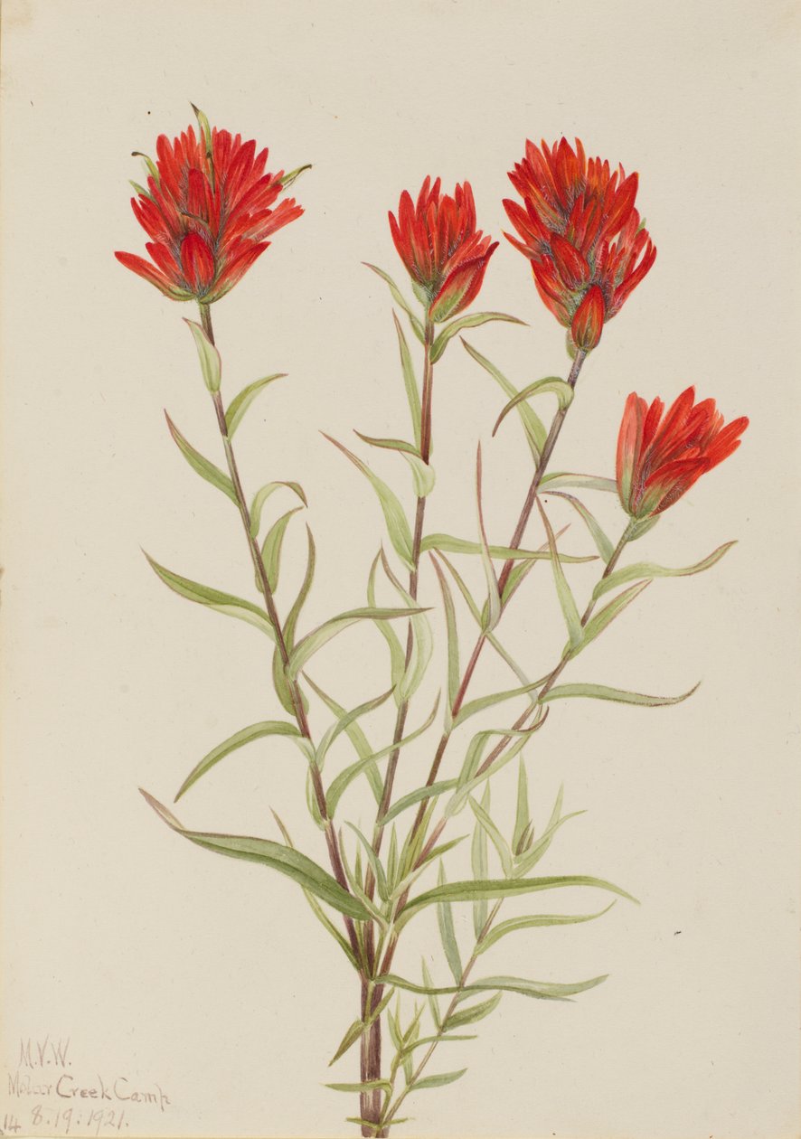 巨大的红色毛刷 Castilleja miniata, 1921. 作者 玛丽·沃克斯·沃尔科特