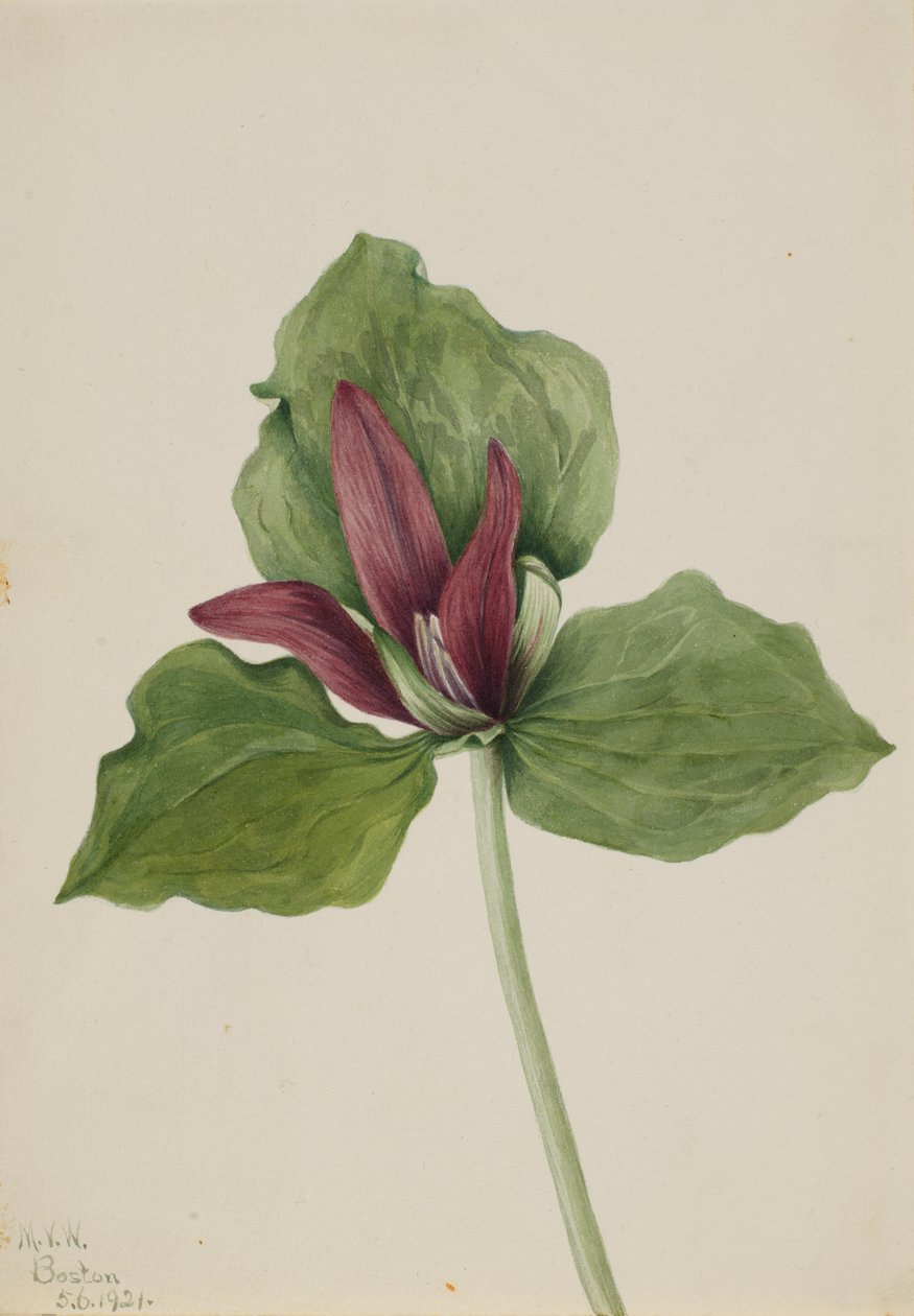 巨型三叶草（Trillium chloropetalum） 作者 玛丽·沃克斯·沃尔科特
