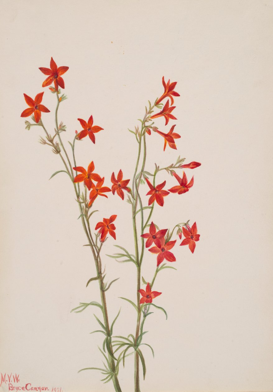 Gilia arizonica, 1931. 作者 玛丽·沃克斯·沃尔科特