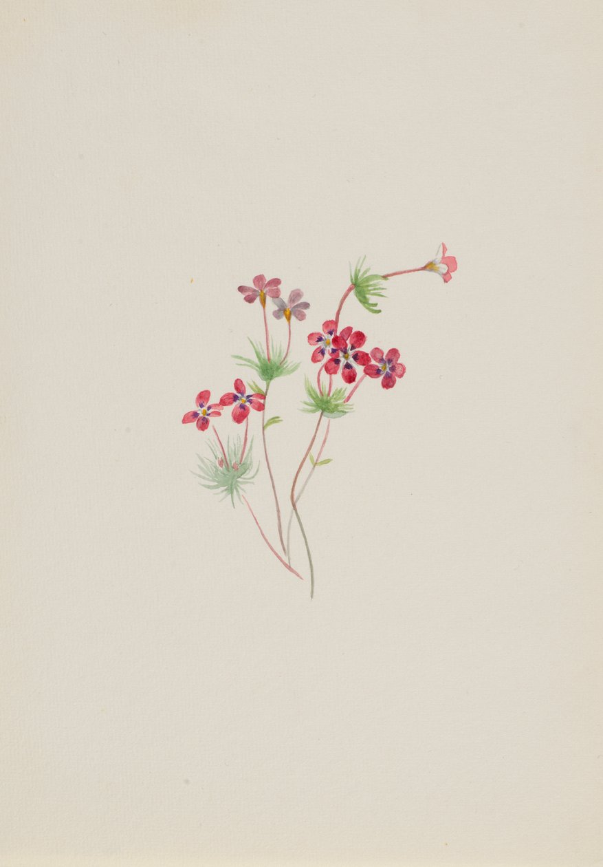 Gilia linanthus parviflorus 作者 玛丽·沃克斯·沃尔科特