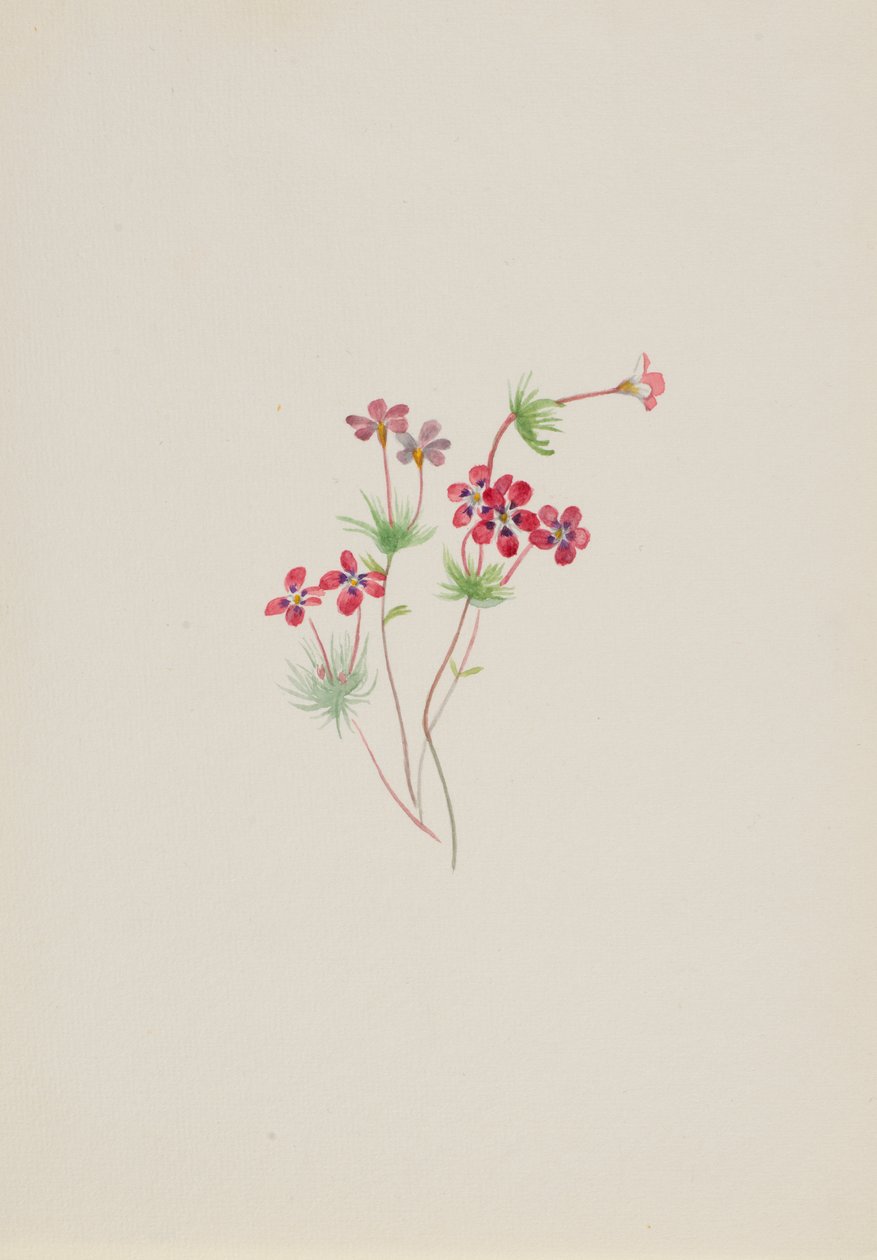 Gilia linanthus parviflorus, ca. 1900-1930. 作者 玛丽·沃克斯·沃尔科特