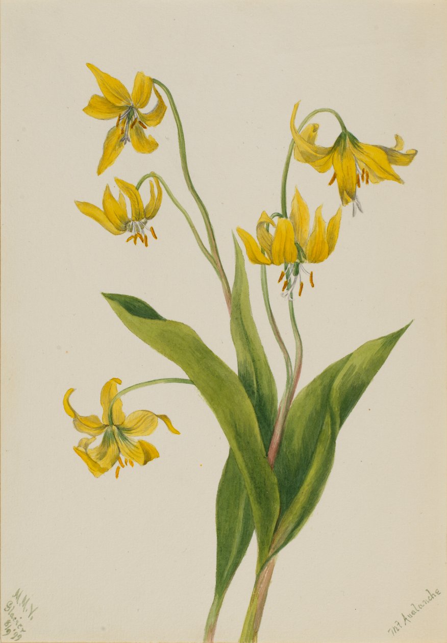 Glacierlily Erythronium grandiflorum, 1899. 作者 玛丽·沃克斯·沃尔科特