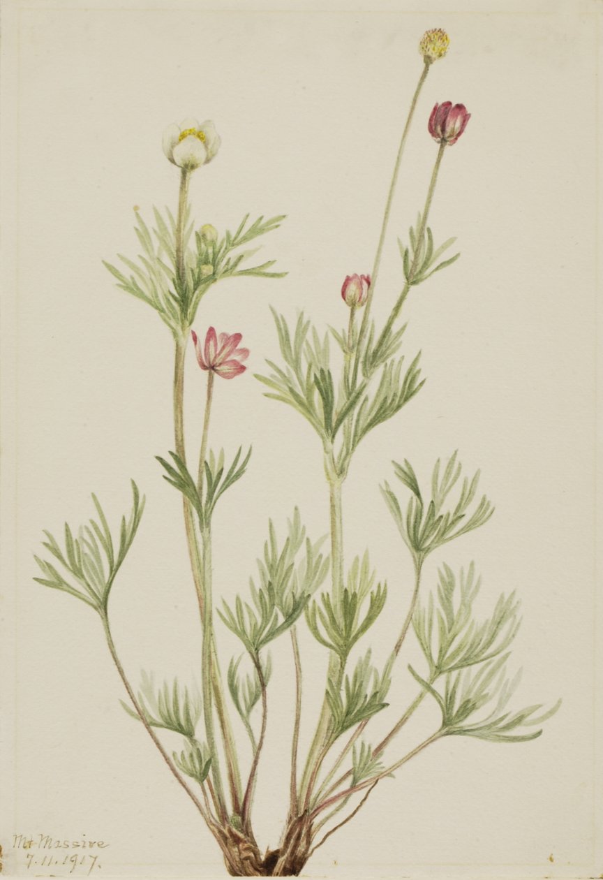 Globe Anemone Anemone globosa, 1917. 作者 玛丽·沃克斯·沃尔科特