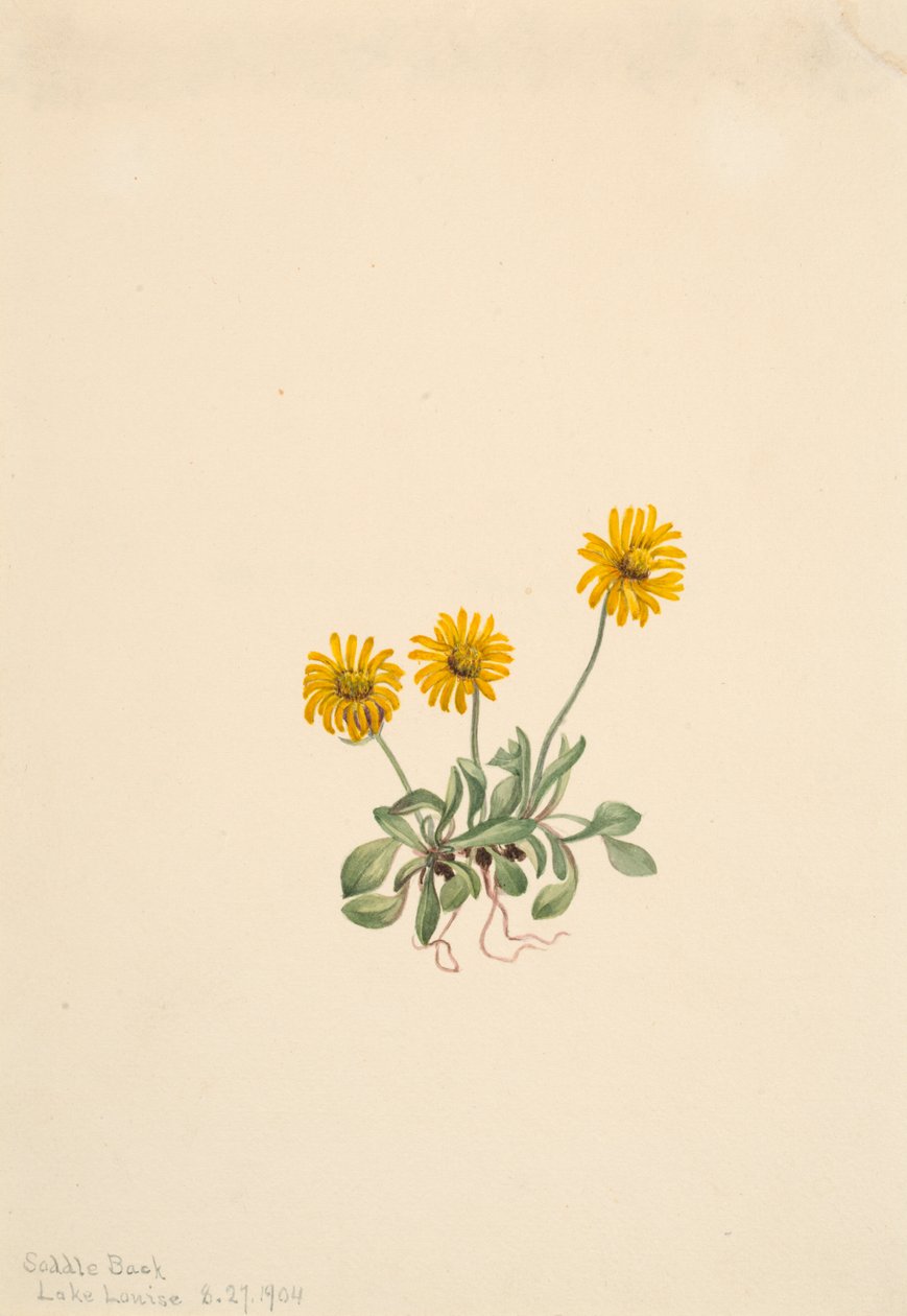 Golden Fleabane Erigeron aureus, 1904. 作者 玛丽·沃克斯·沃尔科特
