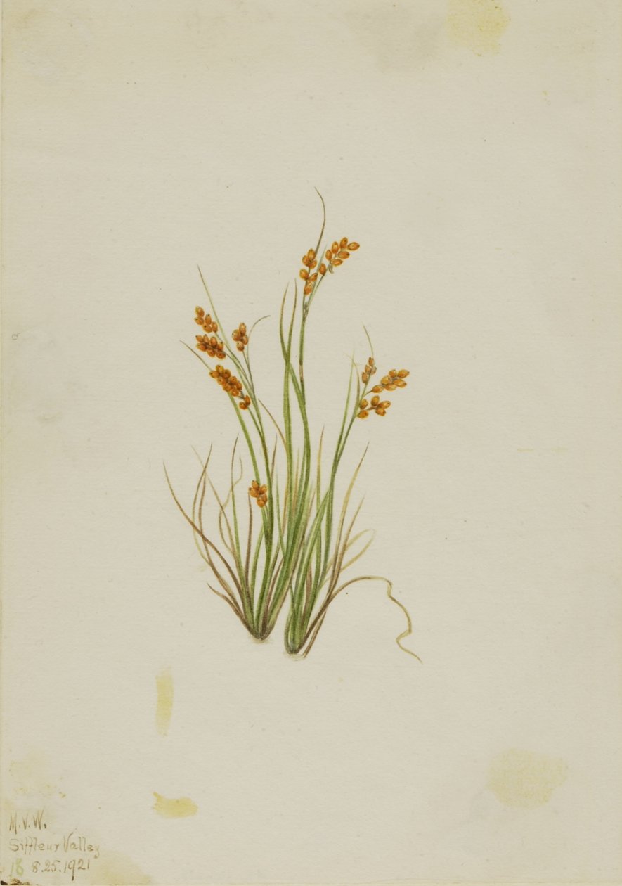 金边刺（Carex aurea） 作者 玛丽·沃克斯·沃尔科特