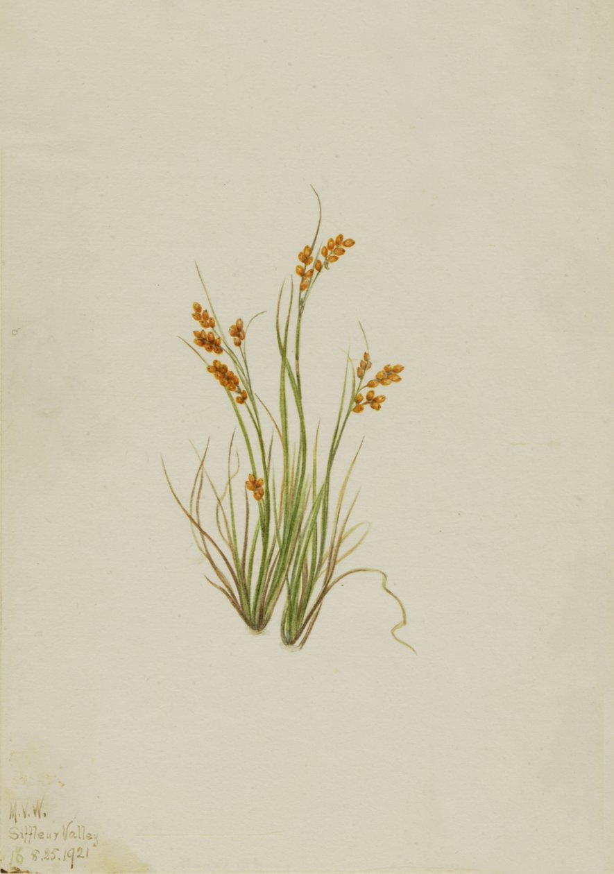Golden Sedge Carex aurea, 1921. 作者 玛丽·沃克斯·沃尔科特