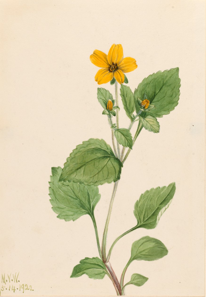 金星 Chrysogonum virginianum, 1922. 作者 玛丽·沃克斯·沃尔科特