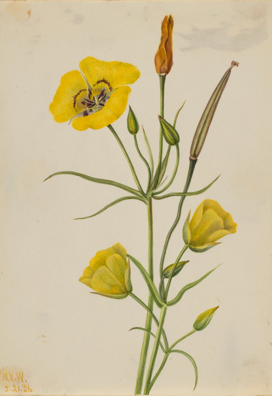 金虹马丽珀萨（Calochortus claratus） 作者 玛丽·沃克斯·沃尔科特