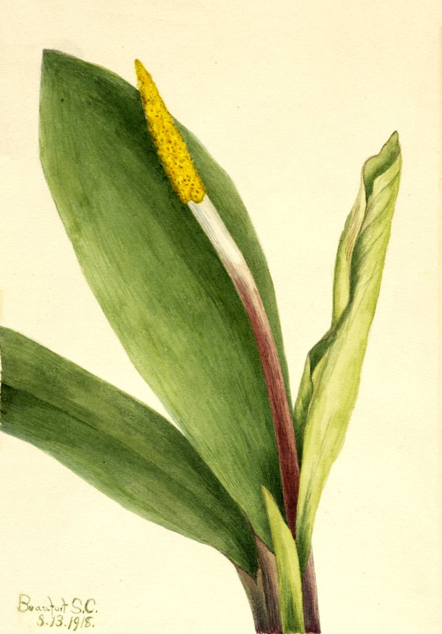 Goldenclub Orontium aquaticum, 1918. 作者 玛丽·沃克斯·沃尔科特