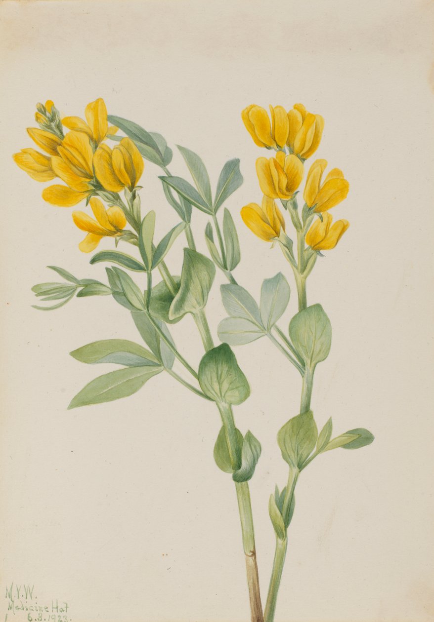 Goldenpea Thermopsis rhombifolia, 1923. 作者 玛丽·沃克斯·沃尔科特