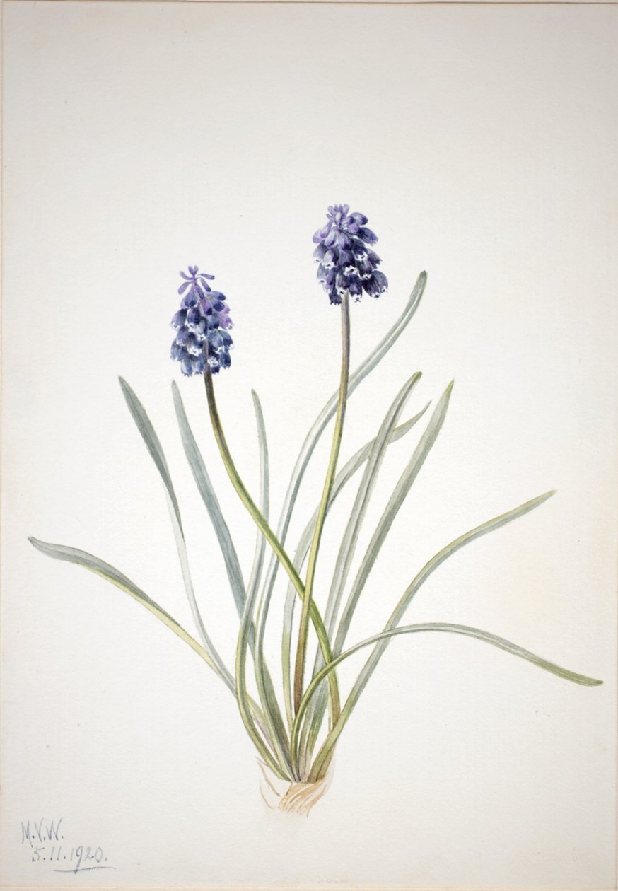 葡萄风信子（Muscari racemosum） 作者 玛丽·沃克斯·沃尔科特