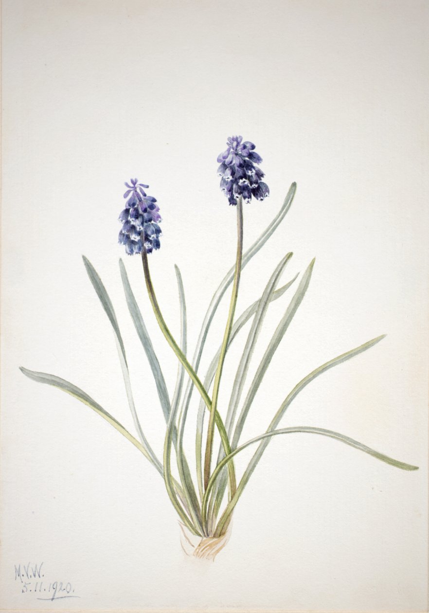 葡萄风信子 Muscari racemosum, 1920. 作者 玛丽·沃克斯·沃尔科特