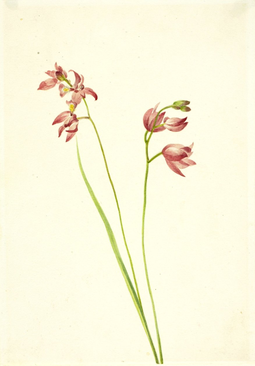 草粉色兰花Limodorum tuberosum，未注明。 作者 玛丽·沃克斯·沃尔科特