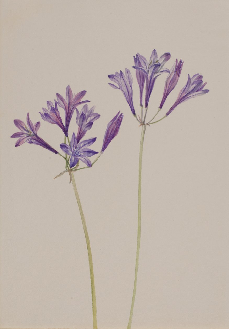 草果 Brodiaea laxa, 1933. 作者 玛丽·沃克斯·沃尔科特