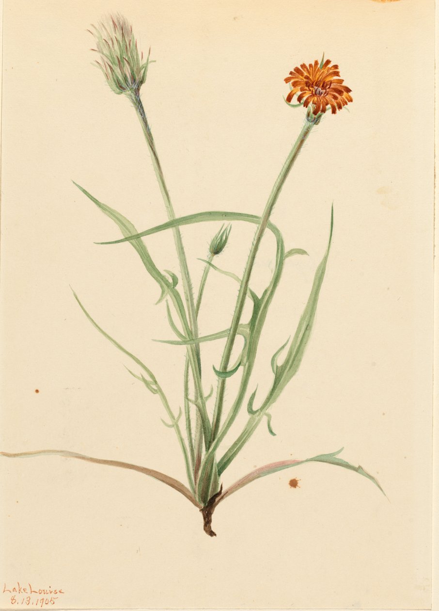 草叶鹅掌楸（Agoseris graminifolia） 作者 玛丽·沃克斯·沃尔科特