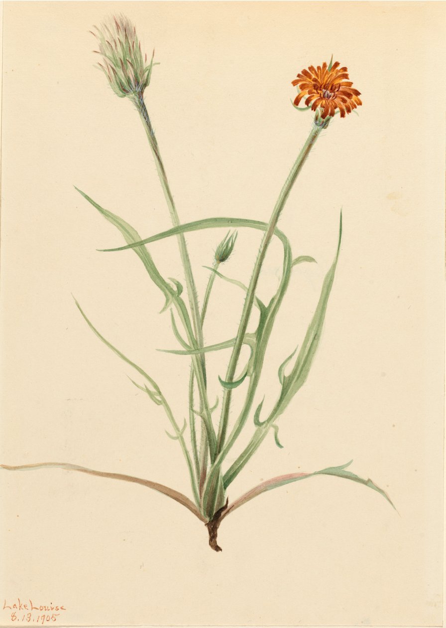 草叶Agoseris Agoseris graminifolia，1905。 作者 玛丽·沃克斯·沃尔科特
