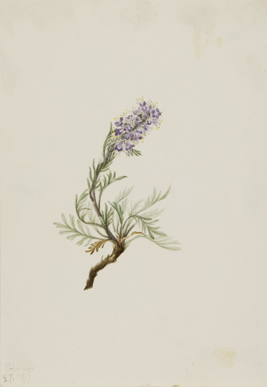 灰凤仙（Phacelia sericea） 作者 玛丽·沃克斯·沃尔科特