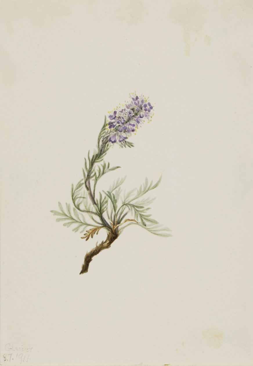 Gray Phacelia Phacelia sericea, 1911. 作者 玛丽·沃克斯·沃尔科特