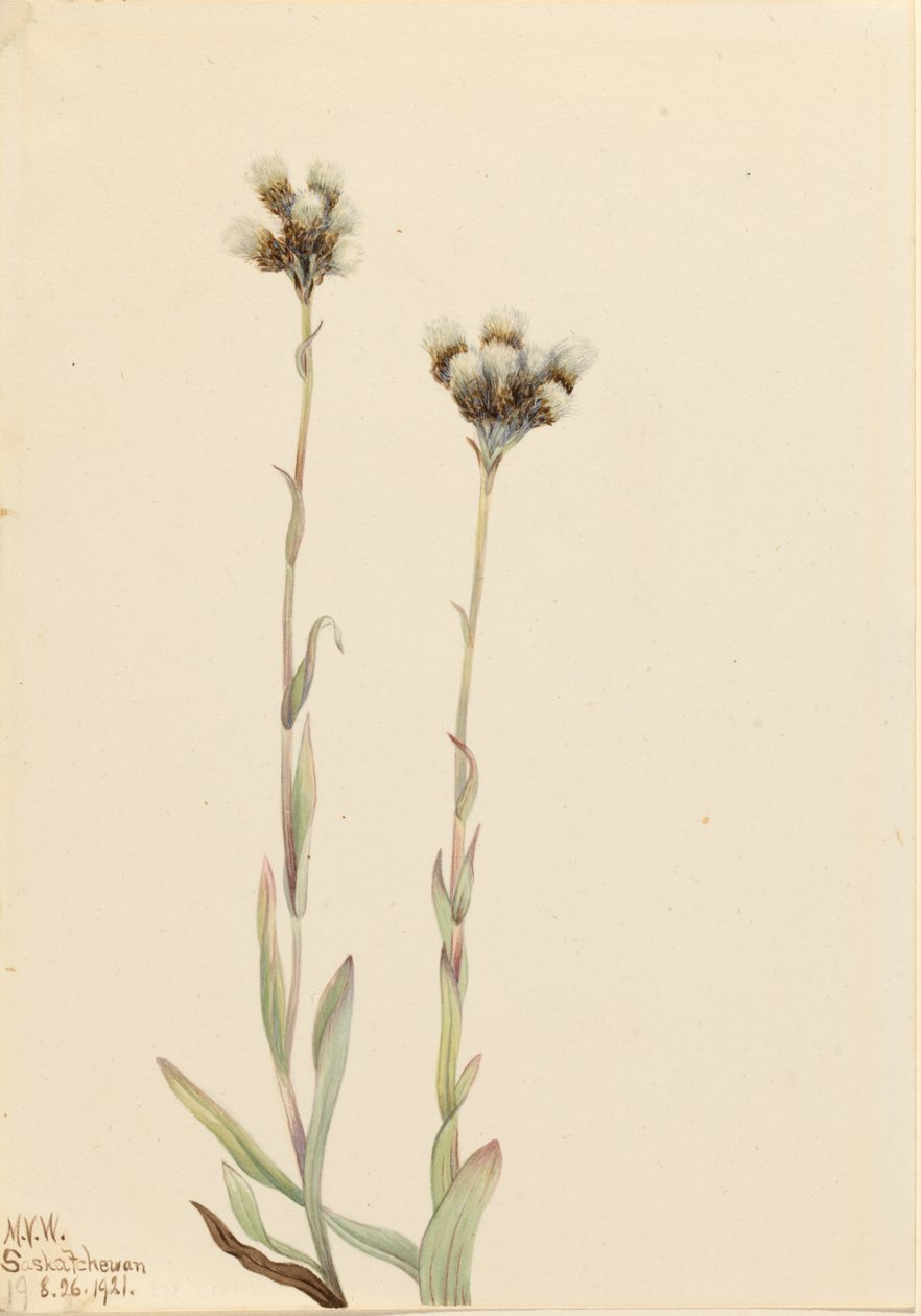 灰色猫爪草（Antennaria howellii） 作者 玛丽·沃克斯·沃尔科特