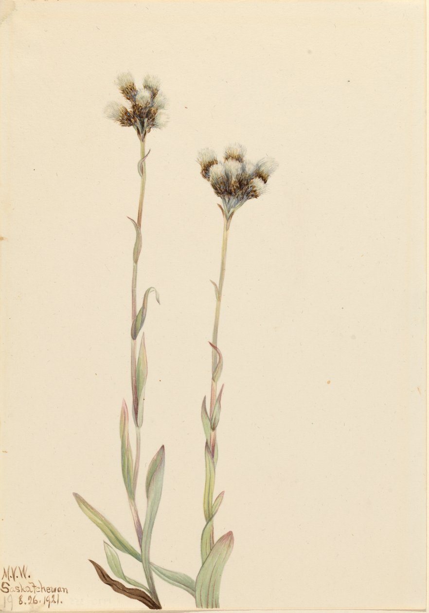 Gray Pussytoes Antennaria howellii, 1921. 作者 玛丽·沃克斯·沃尔科特