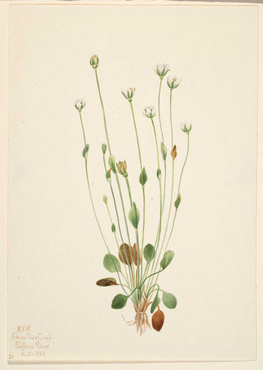 灰色瑞格草（Senecio canus） 作者 玛丽·沃克斯·沃尔科特