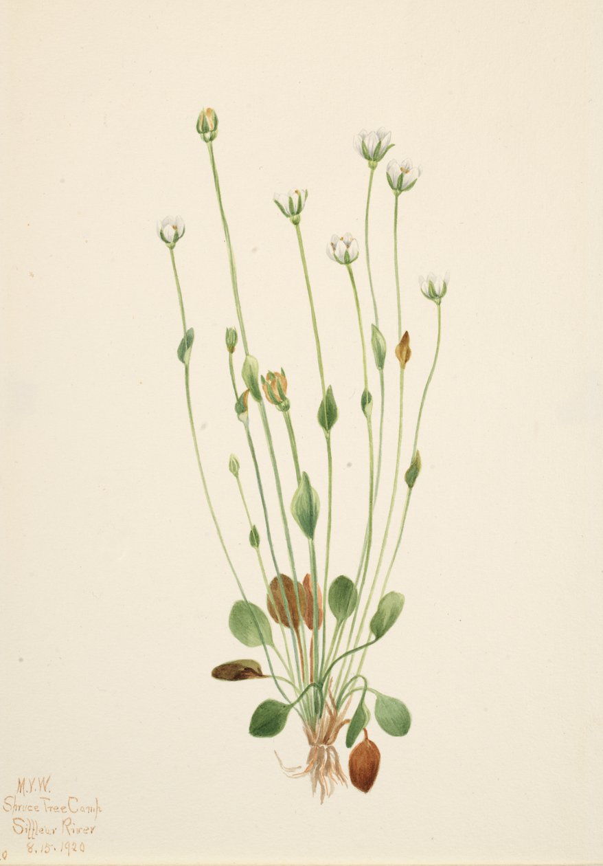 Gray Ragwort Senecio canus, 1920. 作者 玛丽·沃克斯·沃尔科特