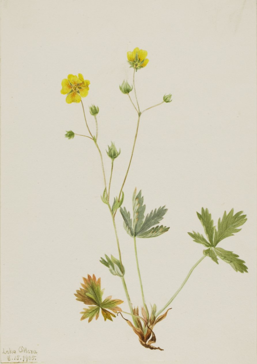 灰叶五指草 Potentilla glaucophylla, 1905. 作者 玛丽·沃克斯·沃尔科特