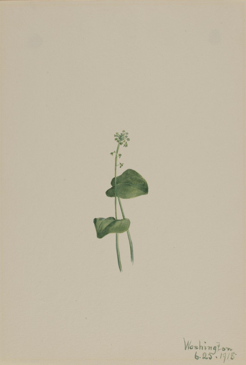 绿芒草（Malaxis unifolia） 作者 玛丽·沃克斯·沃尔科特