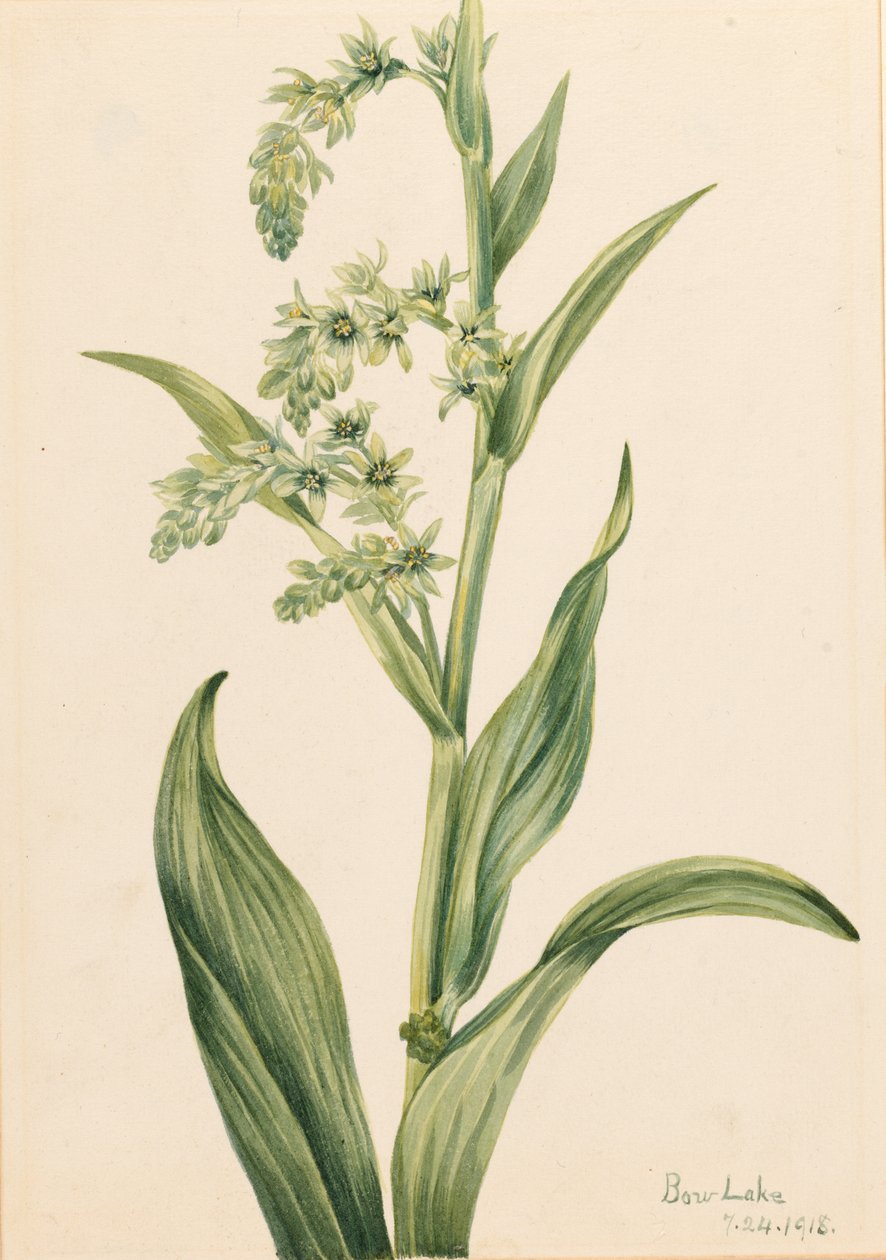 绿熊椰菜（Veratrum viride） 作者 玛丽·沃克斯·沃尔科特