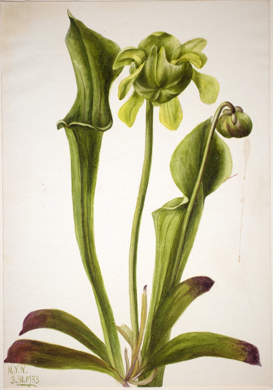 绿色吊兰（Sarracenia orephila） 作者 玛丽·沃克斯·沃尔科特