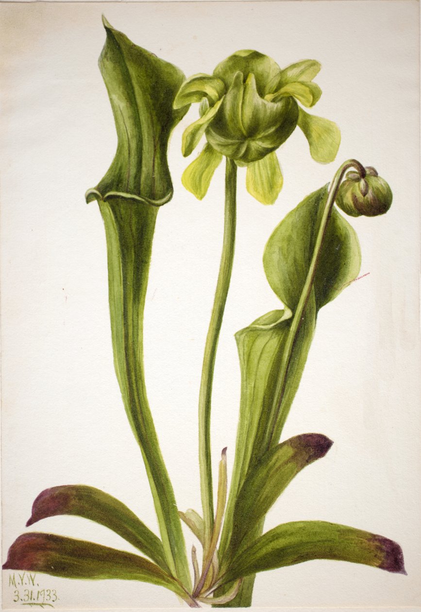 Green Pitcherplant Sarracenia orephila, 1933. 作者 玛丽·沃克斯·沃尔科特