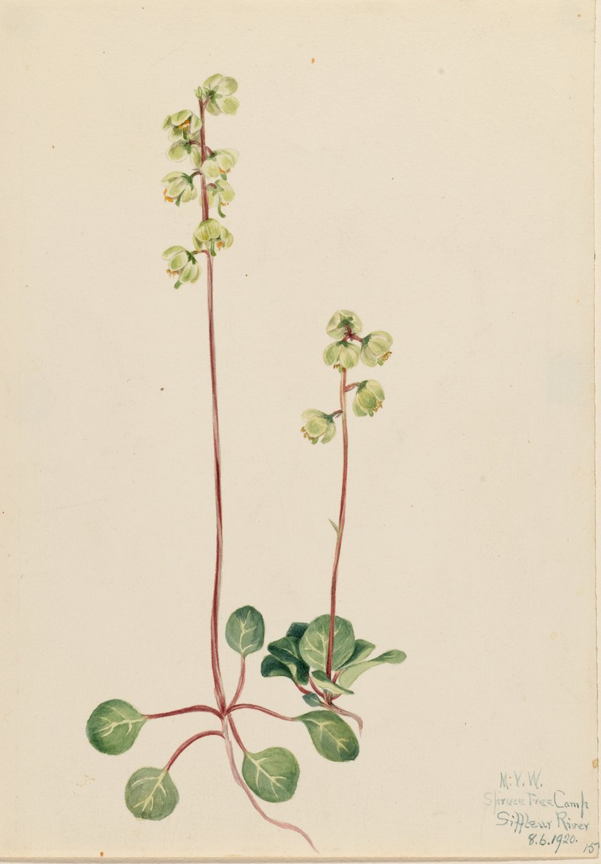 绿火绒草（Pyrola chlorantha） 作者 玛丽·沃克斯·沃尔科特