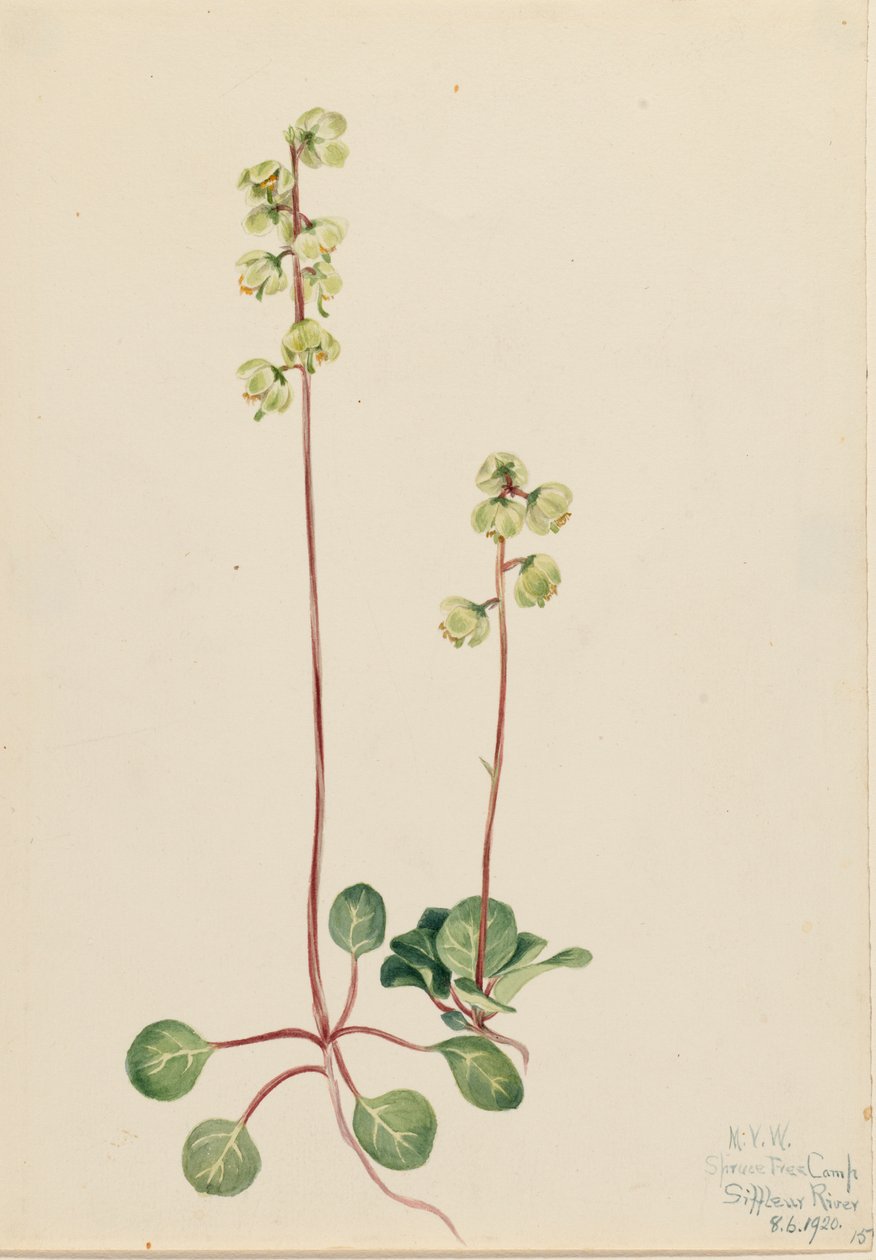 Green Pyrola Pyrola chlorantha, 1920. 作者 玛丽·沃克斯·沃尔科特