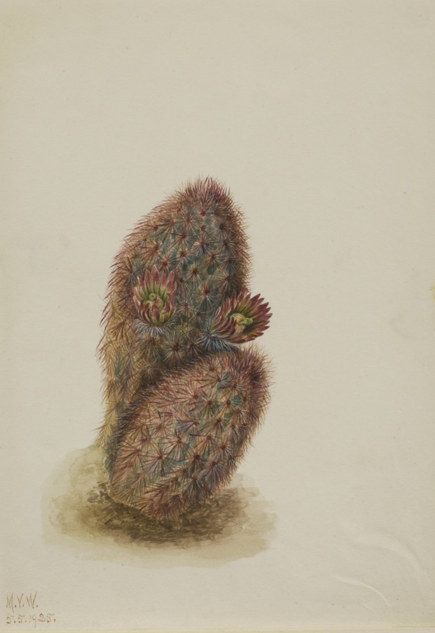 绿色草莓仙人掌（Echinocereus viridiflorus） 作者 玛丽·沃克斯·沃尔科特